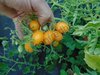 Solanum lycopersicum - Tomate "Gelbe Dattel von Lisl"