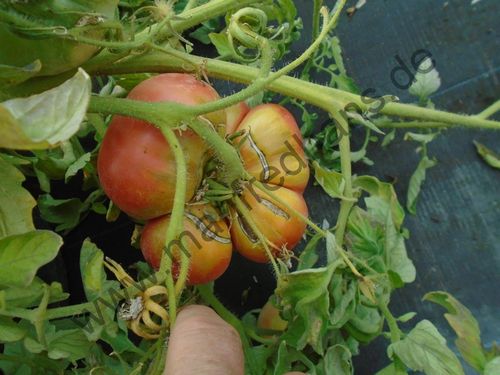 Solanum lycopersicum - Tomate "Caspian Pink"