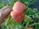 Solanum lycopersicum - Tomate "Caspian Pink"