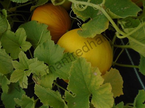 Cucumis melo - Türkische Melone