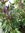 Capsicum annuum - Chili "Equador Purple"