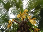 Trachycarpus fortunei - Hanfpalme
