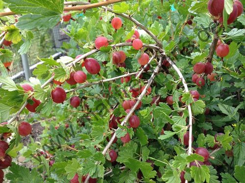 Ribes uva-crispa - Stachelbeere “Maiherzog“