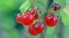 Ribes rubrum - Rote Johannisbeere “Prinz Albert“