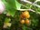 Ribes odoratum - Missouri-Johannisbeere “Yellow Fruited“