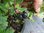 Ribes odoratum - Missouri-Johannisbeere “Dr. Reckin“