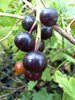 Ribes odoratum - Missouri-Johannisbeere “Dorotheas Early“