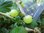 Ribes uva-crispa - Stachelbeere “White Eagle“