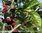 Morus rotundiloba - Zwergmaulbeere 'Charlotte Russe'