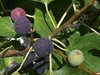 Ficus carica - Feige “Michurinska-10“