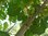 Morus alba - Weisse Maulbeere “Frankreich“