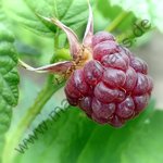 Rubus idaeus - Himbeere “Veten“