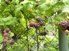 Rubus idaeus - Herbsthimbeere “Malling Passion“ ®