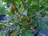 Ribes uva-crispa - Stachelbeere “Schottland“