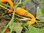 Cucurbita - Sommerkürbis "Yellow Crookneck"