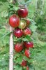 Ribes uva-crispa - Stachelbeere “Laprima“ (S)