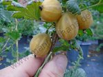Ribes uva-crispa - Stachelbeere “Crispa ® Goldling“ ®