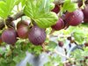 Ribes uva-crispa - Stachelbeere “Crispa ® Darling“ ®
