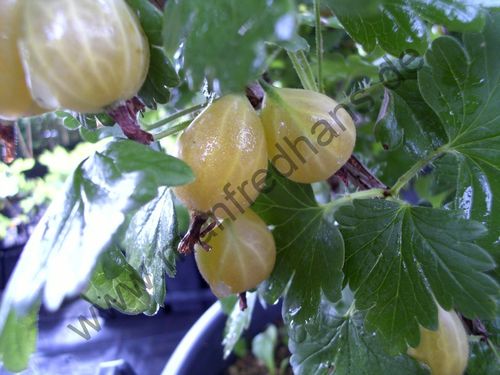 Ribes uva-crispa - Dornenlose Stachelbeere “Easycrisp® Lady Sun“