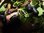 Ribes odoratum - Missouri-Johannisbeere “Gwens“
