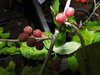 Elaeagnus multiflora - Reichblütige Ölweide "Sweet Scarlet"