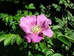 Rosa rugosa - Apfel-Rose
