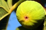 Ficus carica - Riesige Gelbe Feige aus Kroatien