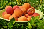 Prunus armeniaca - Aprikose “Ungarische Beste“