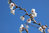 Prunus incisa  - Zierkirsche 'Kojou-no-mai'