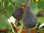 Ficus carica - Feige "Noire de Caromb"